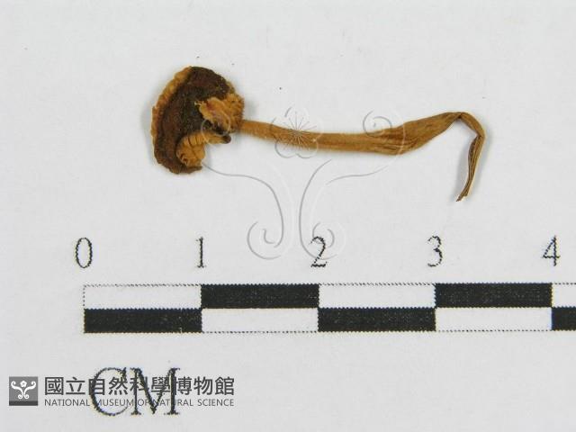 登錄號:F0016199藏品圖，第3張