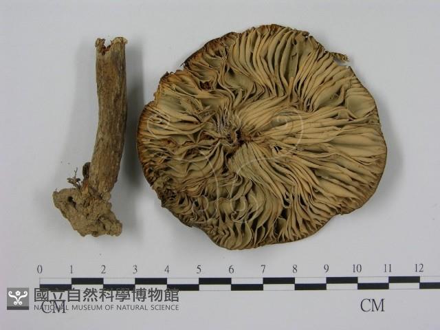 登錄號:F0011199藏品圖，第3張