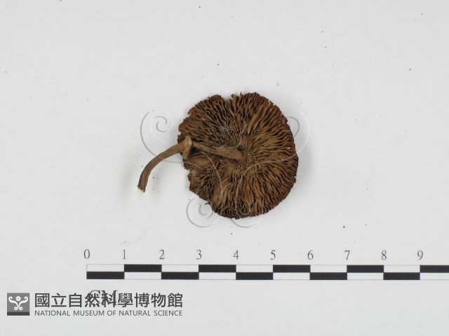 登錄號:F0024199藏品圖，第3張