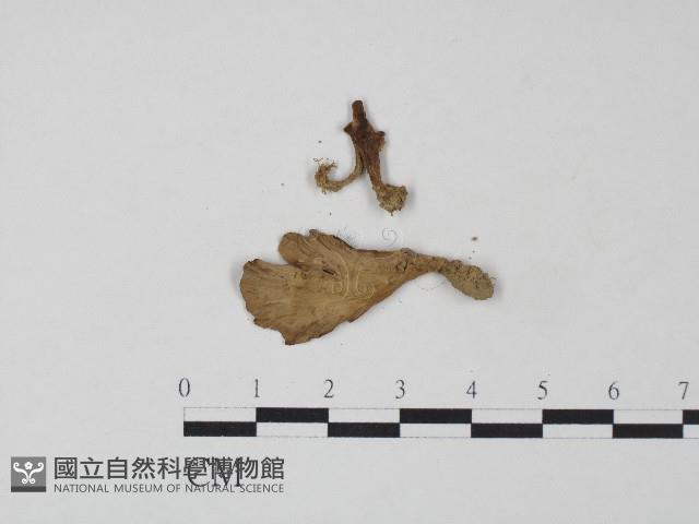 革菌屬藏品圖，第3張