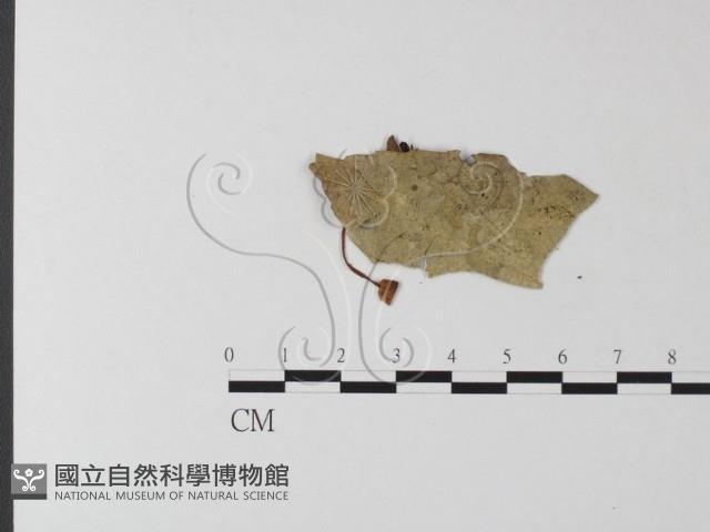 登錄號:F0014199藏品圖，第3張