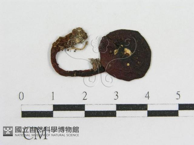 粉褶菌屬藏品圖，第3張