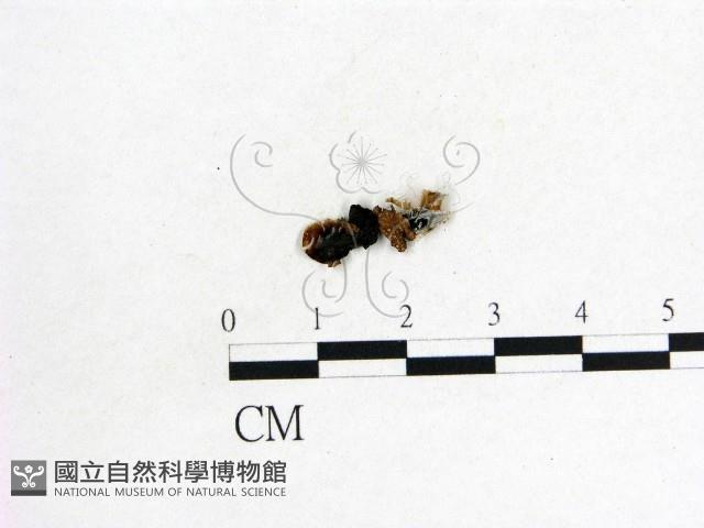 木耳屬藏品圖，第3張