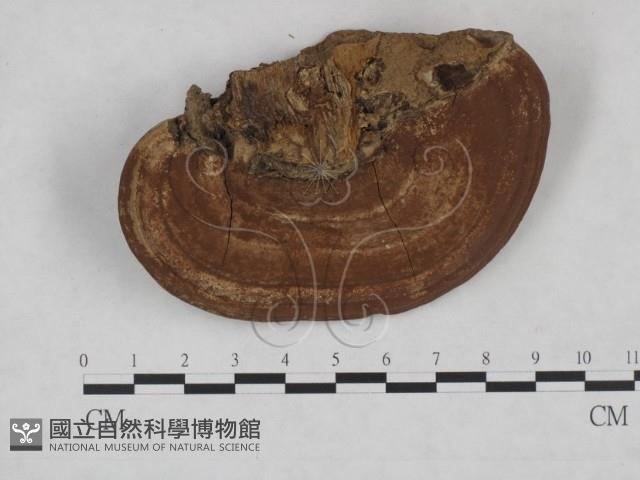 登錄號:F0025199藏品圖，第3張