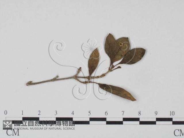 登錄號:F0019199藏品圖，第3張