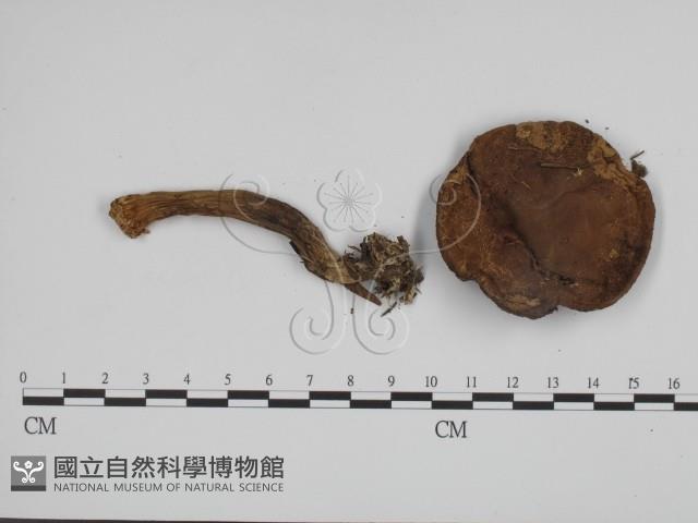 登錄號:F0013199藏品圖，第3張