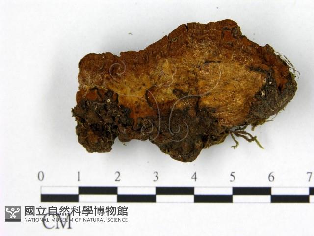 登錄號:F0008099藏品圖，第3張