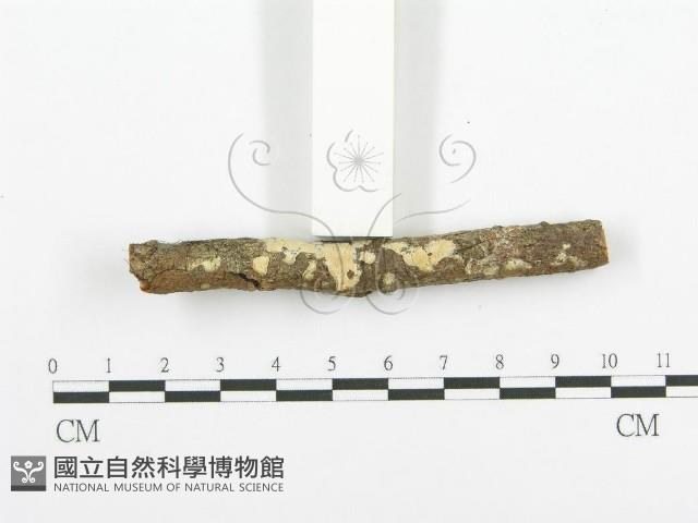 登錄號:F0020099藏品圖，第3張