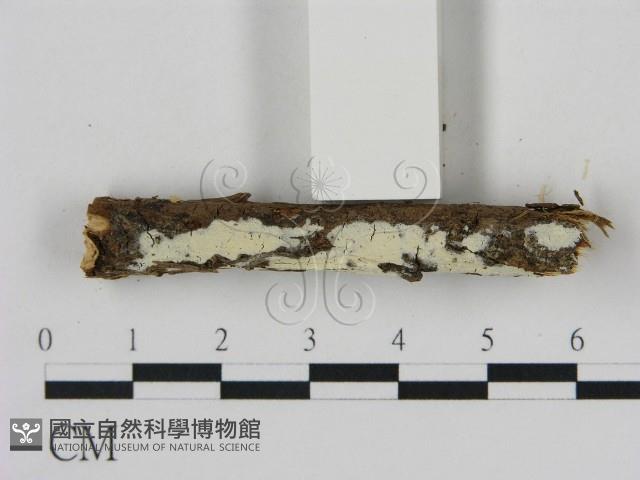 登錄號:F0000099藏品圖，第3張