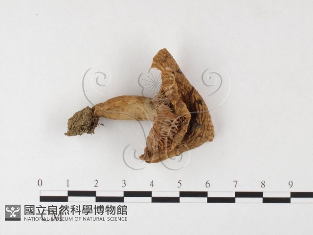 登錄號:F0026099藏品圖，第3張