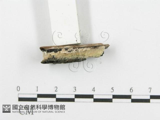 登錄號:F0006099藏品圖，第3張