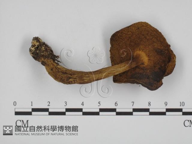 登錄號:F0016099藏品圖，第3張