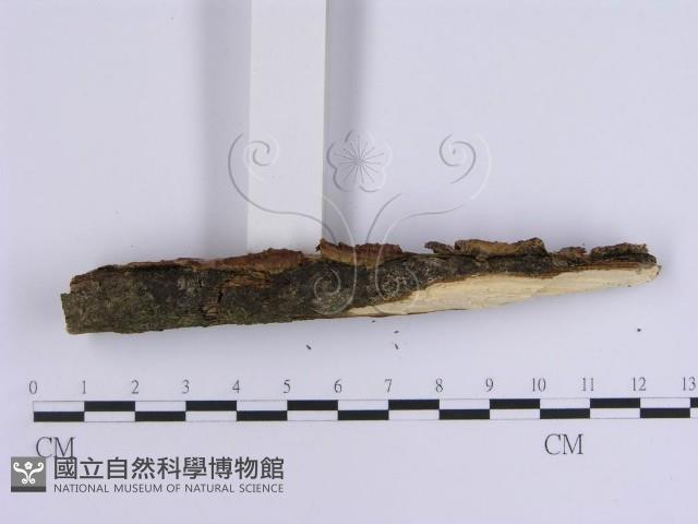韌革菌屬藏品圖，第3張