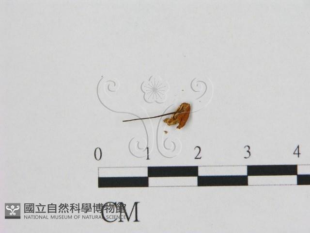 登錄號:F0011099藏品圖，第3張