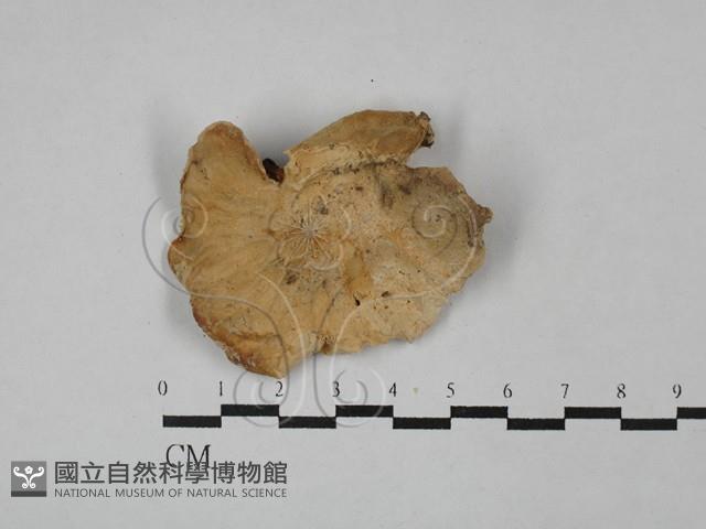 登錄號:F0024099藏品圖，第3張