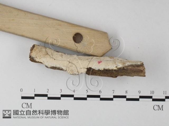 登錄號:F0004099藏品圖，第3張