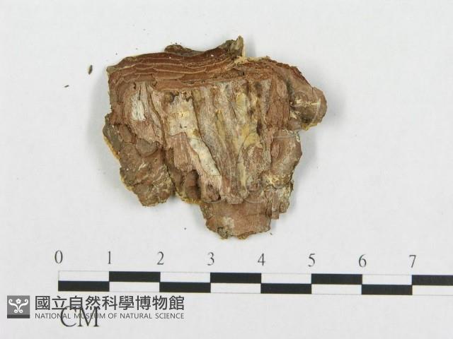 登錄號:F0014099藏品圖，第3張