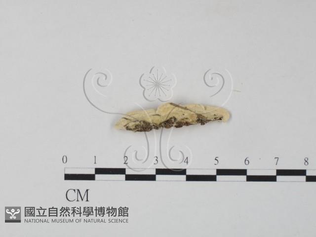 栓菌屬藏品圖，第3張