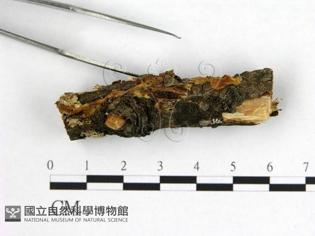 花耳屬藏品圖，第3張