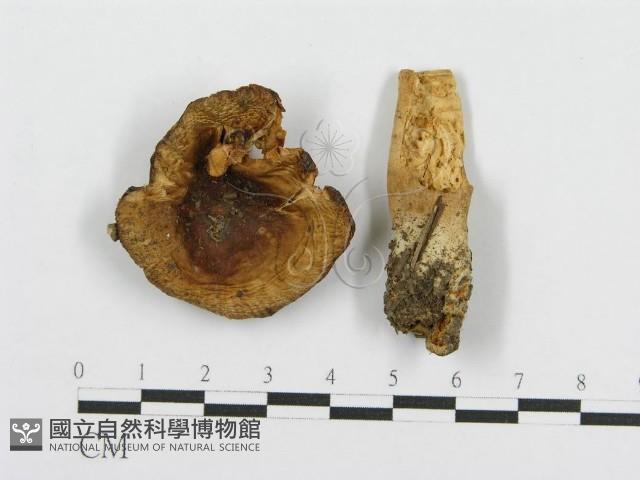 紅菇屬藏品圖，第3張