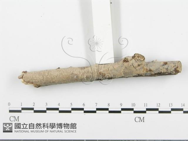 登錄號:F0005099藏品圖，第3張