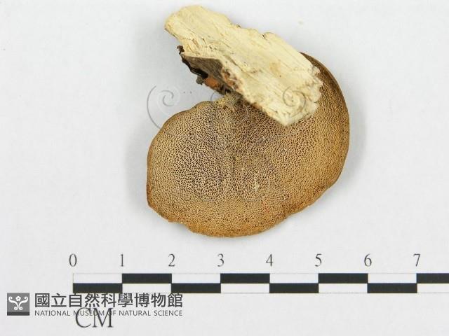 登錄號:F0015099藏品圖，第3張