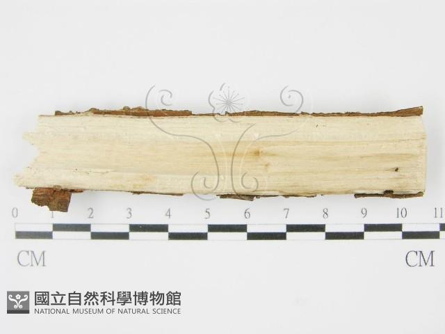 登錄號:F0009099藏品圖，第3張