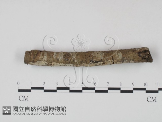 登錄號:F0003099藏品圖，第3張