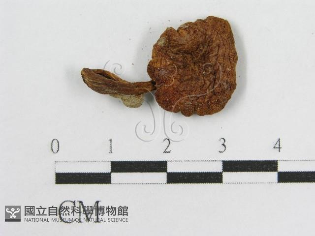 登錄號:F0013099藏品圖，第3張