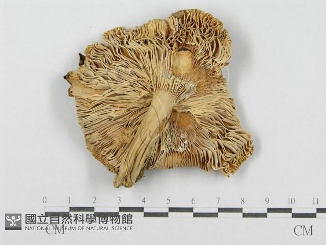 登錄號:F0008399藏品圖，第3張