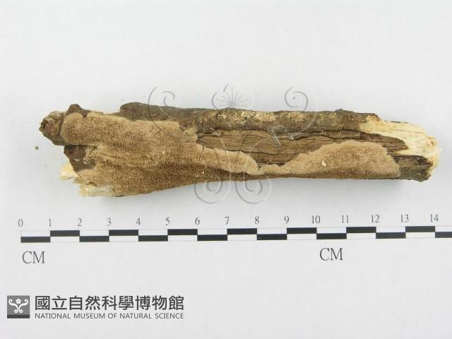 登錄號:F0000399藏品圖，第3張