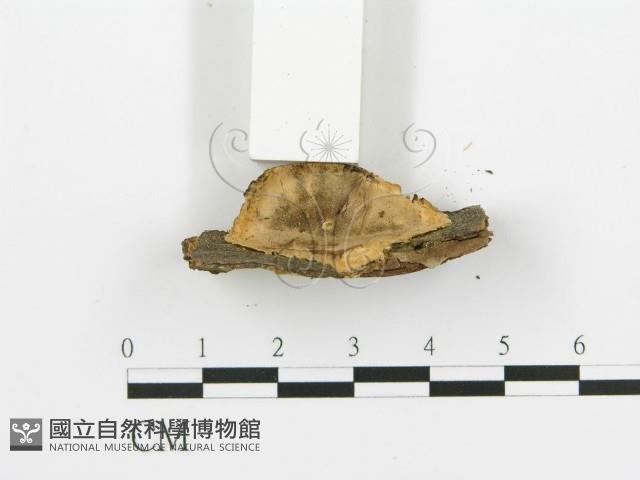 煙管菌藏品圖，第3張