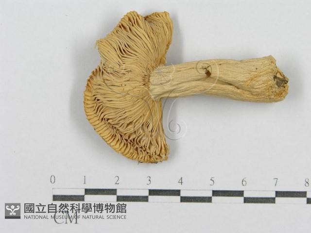 登錄號:F0016399藏品圖，第3張
