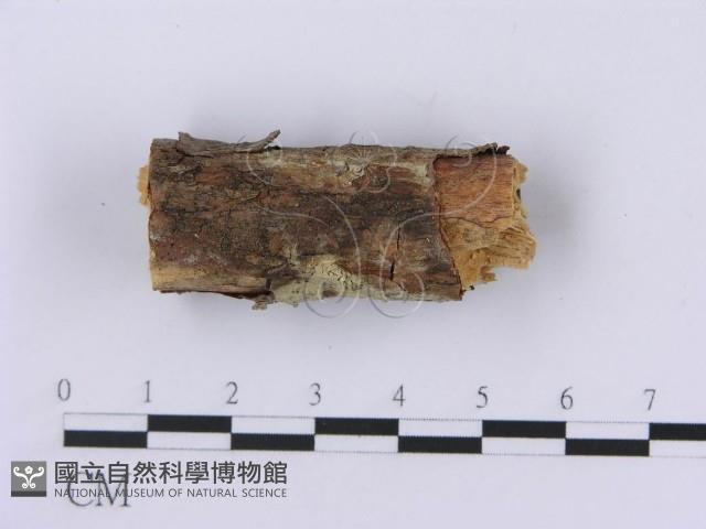 登錄號:F0001399藏品圖，第3張