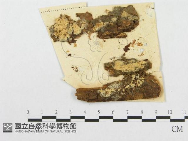 登錄號:F0011399藏品圖，第1張