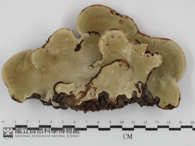 靈芝屬藏品圖，第3張