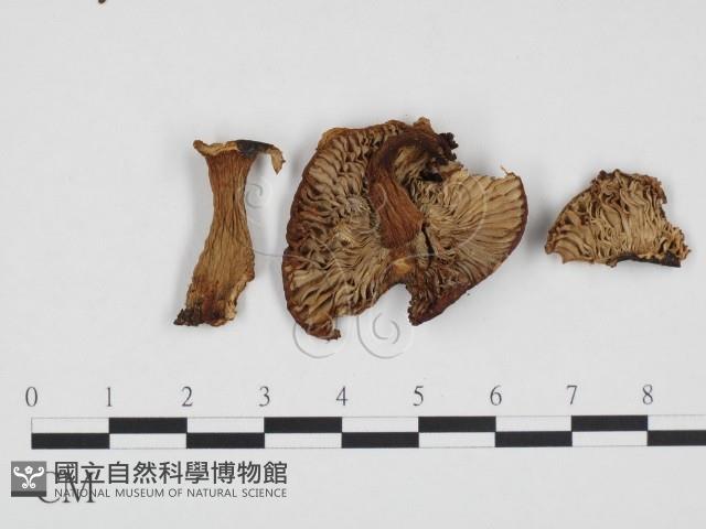 登錄號:F0024399藏品圖，第3張