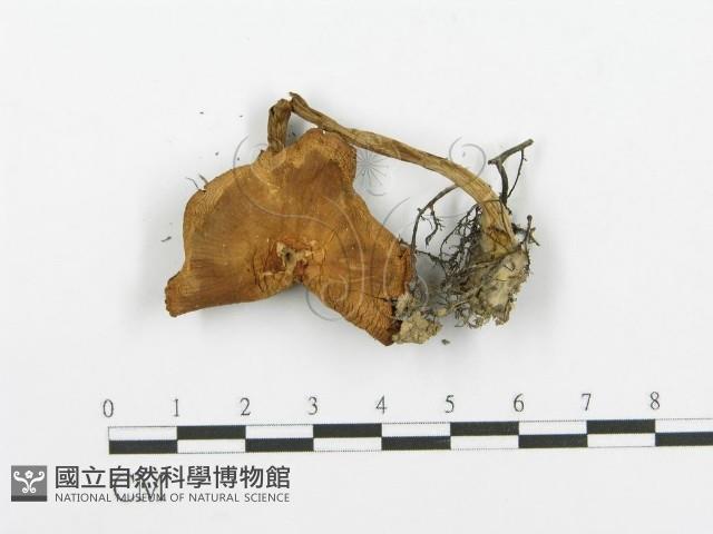 登錄號:F0004399藏品圖，第3張