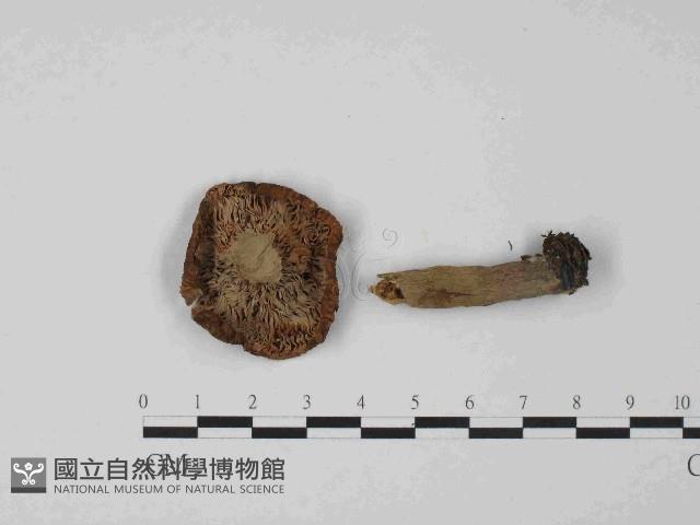 登錄號:F0014399藏品圖，第3張