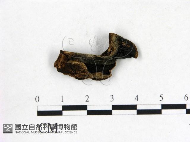 登錄號:F0012399藏品圖，第3張