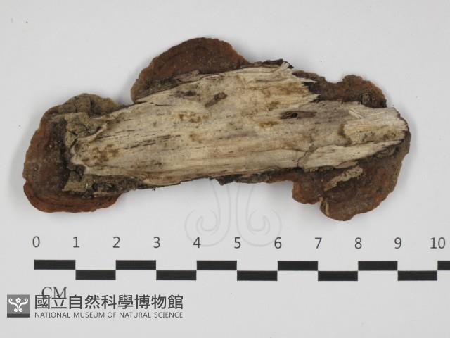 登錄號:F0032399藏品圖，第3張