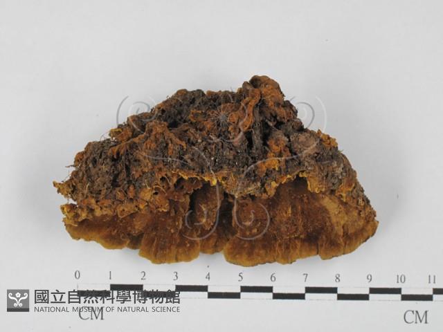 登錄號:F0027399藏品圖，第3張