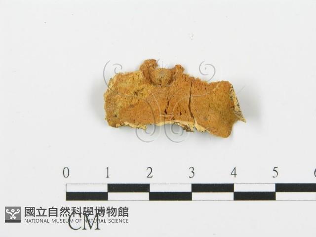 登錄號:F0017399藏品圖，第1張