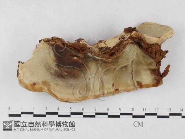 登錄號:F0025399藏品圖，第3張