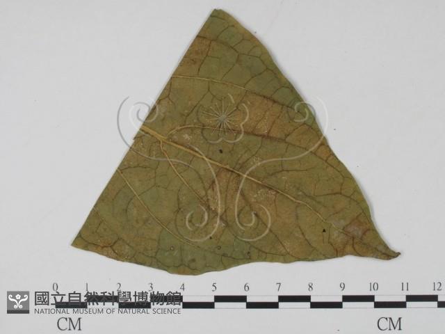 登錄號:F0009399藏品圖，第3張