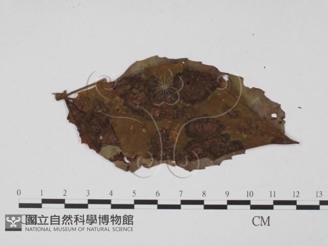 登錄號:F0019399藏品圖，第3張