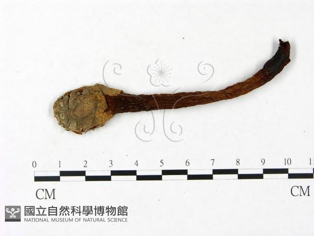 登錄號:F0023399藏品圖，第3張