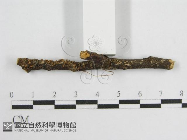 微皮傘屬藏品圖，第3張