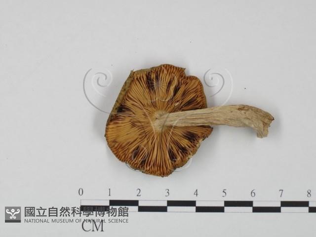 紅菇屬藏品圖，第3張