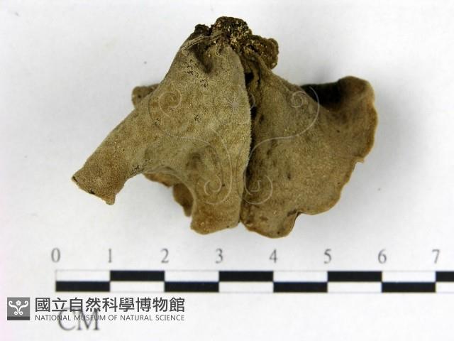 毛木耳藏品圖，第3張